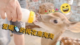 挽回小鹿的最佳方案,小鹿挽回计划