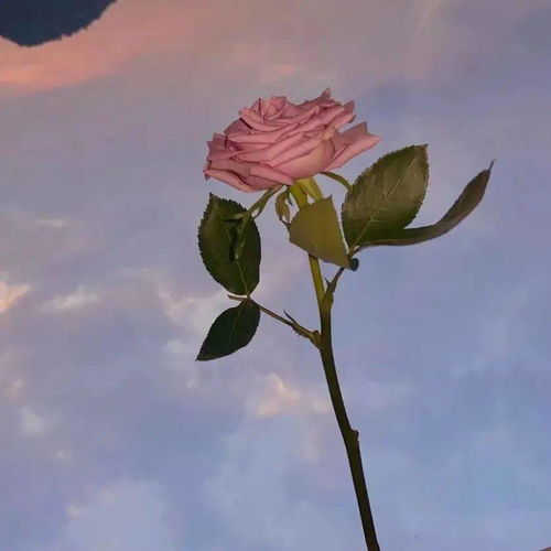 拿什么能把你挽回,用什么可再次迎回你的心？