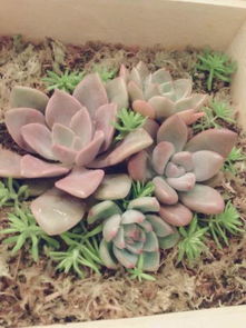 铜钱草送人怎么挽回,如何挽回送铜钱草的礼物