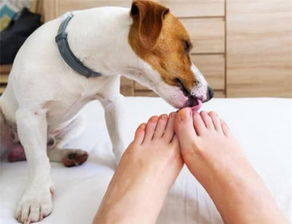 挽回是不是舔狗,如何有效挽回爱情？