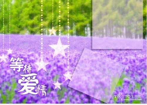 挽回爱情的花语,爱情花语：重回心扉