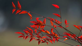 挽回感情念什么歌,挽回爱情必听歌曲，重新点燃爱的火焰