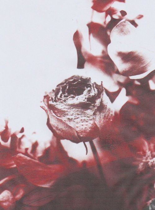 比翼鸟挽回婚姻,比翼鸟重修前缘