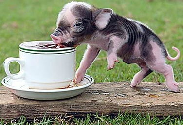 阀河马试图挽回形象,阀河马为恢复形象努力