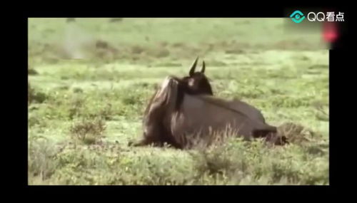 狮子怎么挽回双子女,如何挽回双子女心，拯救爱情