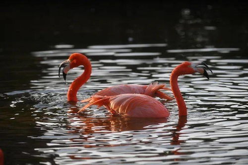 火烈鸟情感挽回,用情感挽回“火烈鸟”