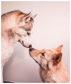 舔狗恋爱怎么挽回,如何挽回舔狗式恋爱