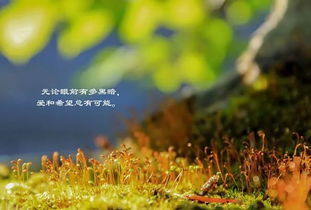 挽回最有用的话语,挽回感情的8句得力之言