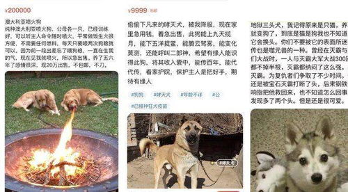 当上舔狗如何挽回,被甩后如何挽回，学会当上舔奴