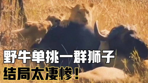 挽回狮子座文案,成功挽回狮子的方法，独家秘籍！