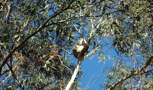 树被烧了怎么挽回,被大火吞噬的树木如何恢复？
