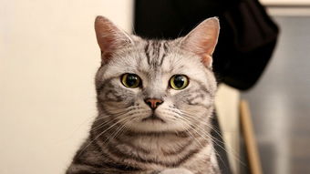 打了猫怎么挽回感情，失误沟通：猫咪生气了，怎样设法弥补？