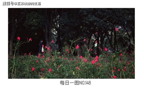 萧白挽回春花,萧白的挽回重燃春花