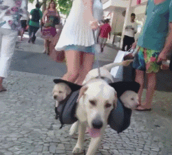 狗狗挽回前夫的句子,狗狗帮助女主重修旧好