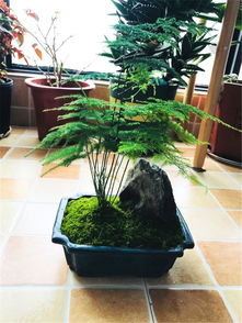 文竹黄叶怎样挽回,文竹黄叶恢复技巧