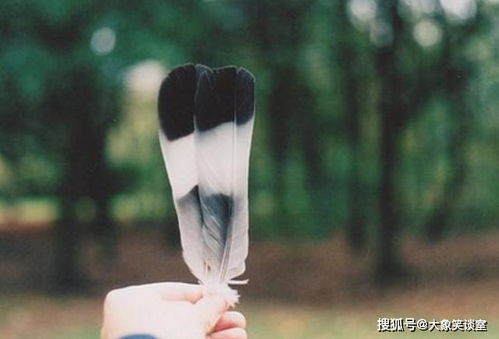 怎么挽回射手陶白白,如何挽回射手座的陶白白