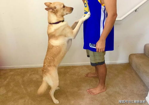 挽回狗的最好方法,如何有效挽回你的宠物狗