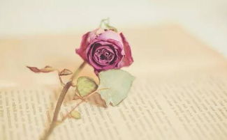 婚姻挽回同义词,拯救婚姻。