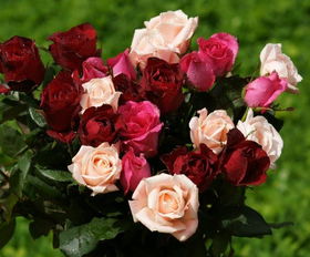 分手后送花想挽回,用花挽回，是分手后的绝招)