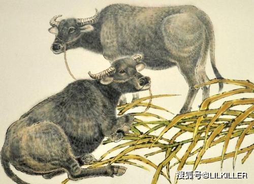 如何挽回鸵鸟性格的人,如何改变鸵鸟性格：重建自信与勇气