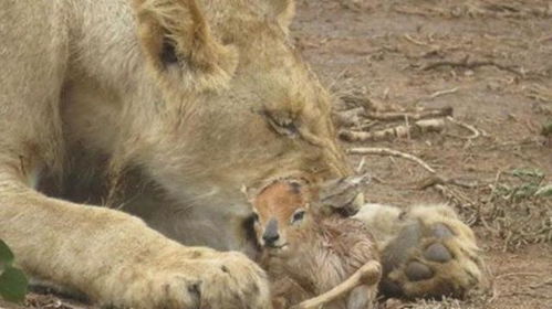 狮子男不挽回了,狮子座男人无法被挽回