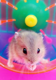 如何挽回仓鼠的情绪,宠物仓鼠情绪低落怎么办？