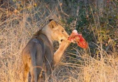 该如何挽回狮子男,如何成功挽回狮子男
