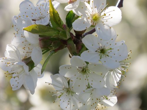 挽回爱情送什么花,如何用鲜花挽回感情