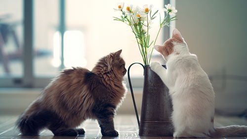 如何挽回猫猫的爱,挽回猫咪的心，有哪些方法？