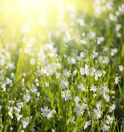 天秤女变心如何挽回,如何成功挽回天秤女？