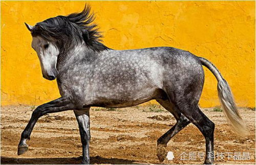 挽回属马的男生,如何成功挽回属马男生？