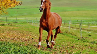 怎么挽回属马男,如何成功挽回属马男的心？