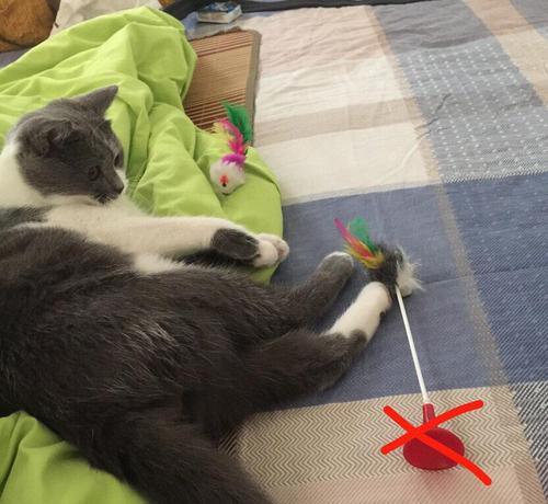 打猫了怎么挽回,当主人不小心惹怒猫咪，该如何挽回它的心？