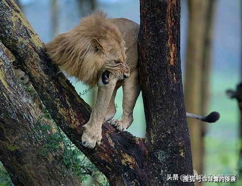 挽回狮子男的几率,如何提高挽回狮子男的成功率