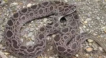 被蛇咬了怎么挽回,被蛇咬后的自救方法