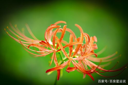 济宁花辰月夕公司挽回,济宁企业花辰月夕逆势扭转局面