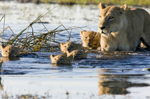 狮子分手挽回女朋友,狮子用心挽回分手女友