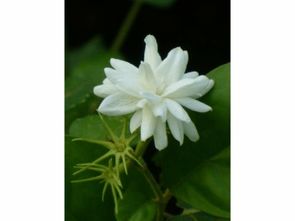 寓意挽回友情的花,挽回友情：润物细无声