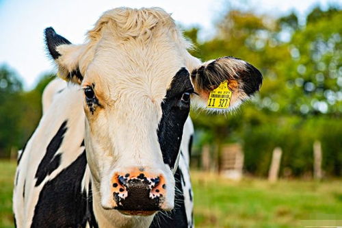 如何挽回牛生肖男,如何挽回属牛男？