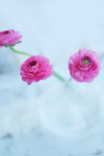 送花挽回爱情的句子,挽回爱情的良策：送花