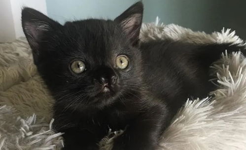 打了猫咪怎么挽回,挽回被打猫咪的方法