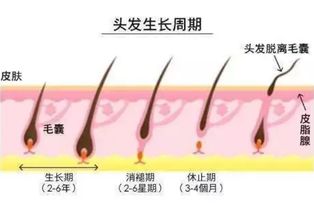 结扎能挽回吗,动物结扎后还能恢复吗？