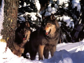 狮子女变心后挽回,如何挽回狮子女的心