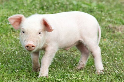 怎么挽回属猪的女人,挽回属猪女人心的方法