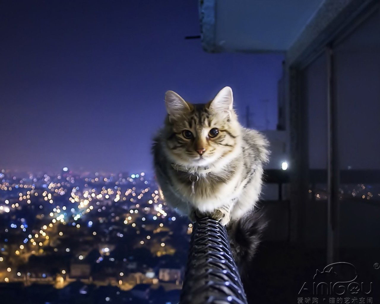 挽回猫咪的最好方法,如何成功挽回失落的猫咪