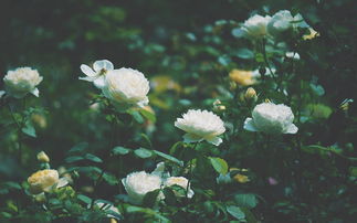 绝情分手挽回方式,如何挽回分手对象的心？