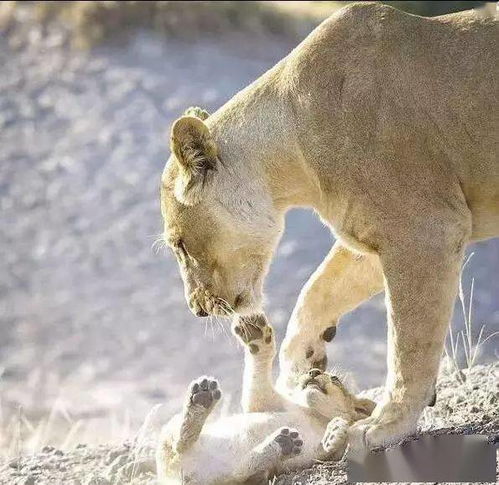 狮子女气了怎么挽回,如何挽回生气的狮子女