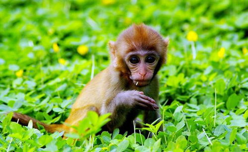 挽回狮子男性格文案,如何挽回狮子男？重新定义你们的关系！