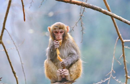 如何挽回属猴女人,如何赢回属猴女心