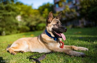 重生挽回忠犬军婚，挽救忠诚的军犬，重建军婚幸福